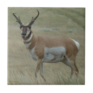 A33 Gabelbock Gehörnte Hörner Fliese