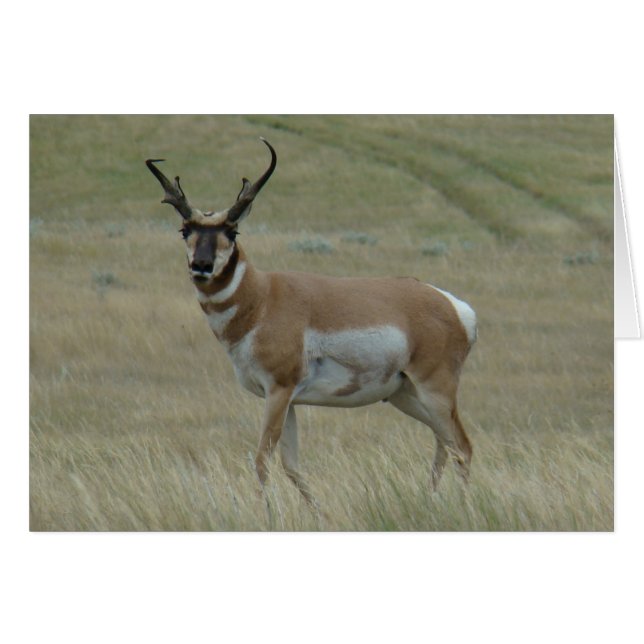 A33 Pronghorn Antelope Big Buck Crooked Horns (Vorderseite (Horizontal))