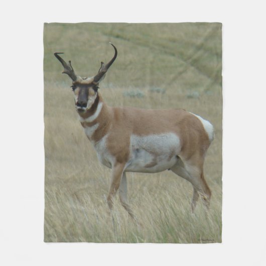 A33 Pronghorn Antelope Big Buck Crooked Horns Fleecedecke (Vorderseite)