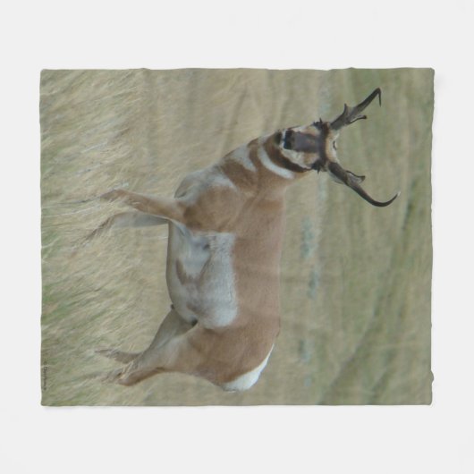 A33 Pronghorn Antelope Big Buck Crooked Horns Fleecedecke (Vorderseite (Horizontal))