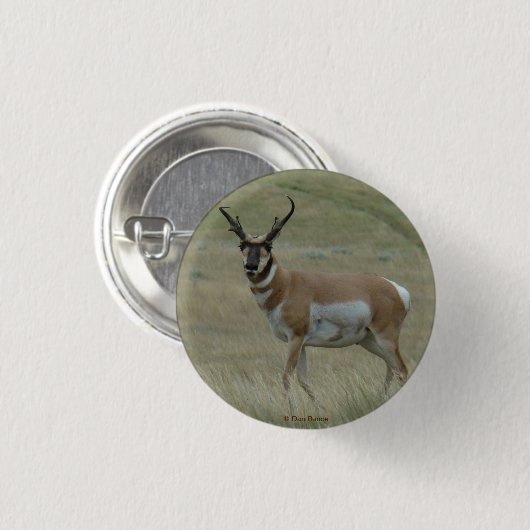 A33 Pronghorn Antelope Buck Crooked Horns Button (Vorne & Hinten)