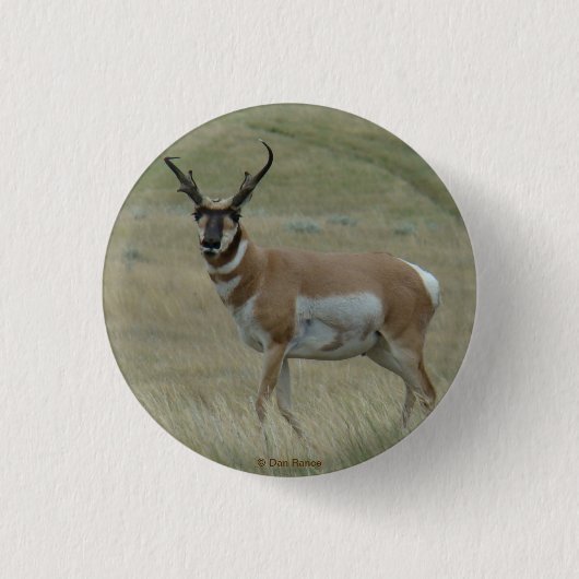 A33 Pronghorn Antelope Buck Crooked Horns Button (Vorderseite)
