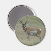 A33 Pronghorn Antelope Buck Crooked Horns Magnet (Vorderseite/Rückseite)
