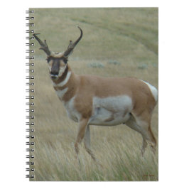 A33 Pronghorn Antelope Buck Crooked Horns Notizblock