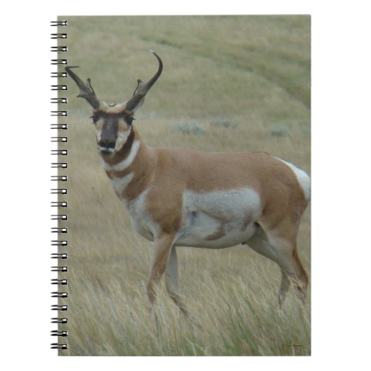 A33 Pronghorn Antelope Buck Crooked Horns Notizblock (Vorderseite)