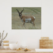 A33 Pronghorn Antelope Crooked Horns Poster (Küche)