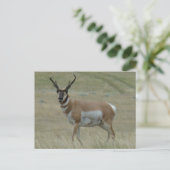 A33 Pronghorn Antelope Crooked Horns Postkarte (Stehend Vorderseite)