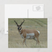 A33 Pronghorn Antelope Crooked Horns Postkarte (Vorne/Hinten)