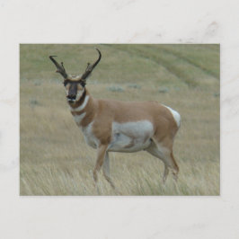 A33 Pronghorn Antelope Crooked Horns Postkarte