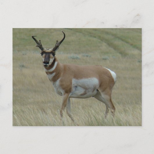 A33 Pronghorn Antelope Crooked Horns Postkarte (Vorderseite)