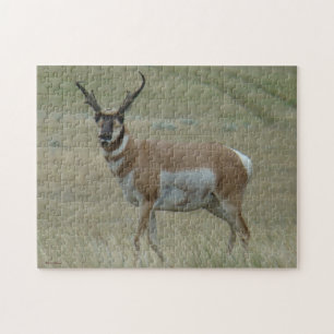 A33 Pronghorn Antelope Crooked Horns Puzzle