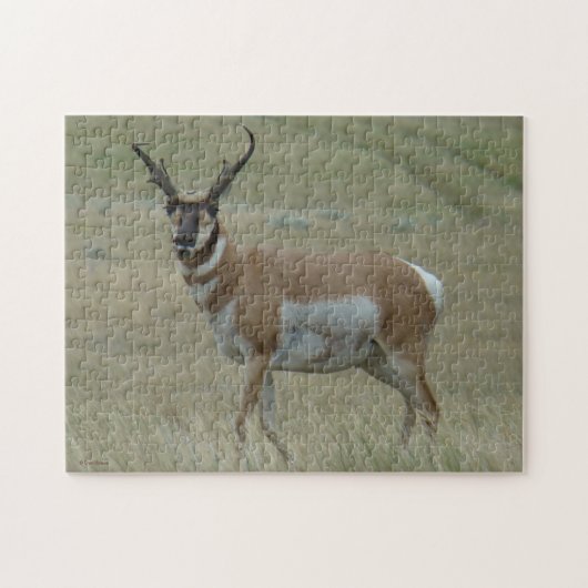 A33 Pronghorn Antelope Crooked Horns Puzzle (Horizontal)