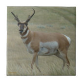 A33 Pronghorn Antilopen-gekrümmte Hörner Fliese (Vorderseite)