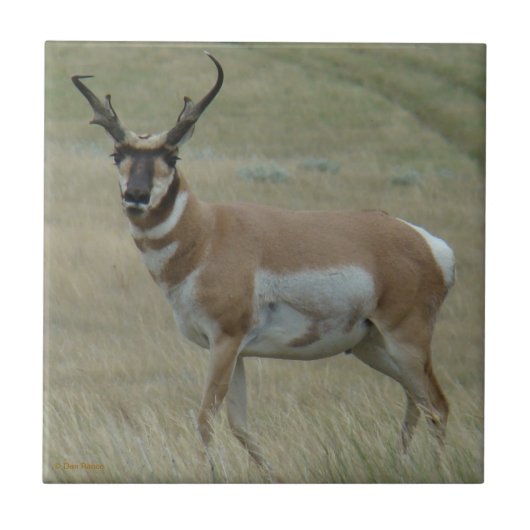 A33 Pronghorn Antilopen-gekrümmte Hörner Fliese (Vorderseite)