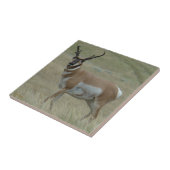 A33 Pronghorn Antilopen-gekrümmte Hörner Fliese (Seite)