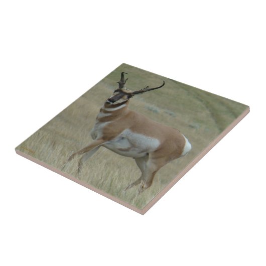 A33 Pronghorn Antilopen-gekrümmte Hörner Fliese (Seite)