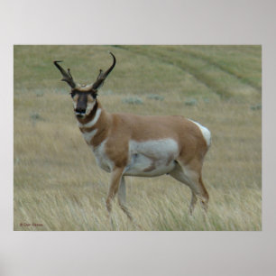 A33 Pronghorn Antilopen-gekrümmte Hörner Poster