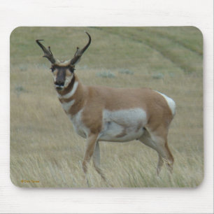 A33 Pronghorn Antilopen-gekrümmter Horn-Dollar Mousepad