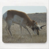 A34 Pronghorn Antelope Buck Crooked Horns Mousepad (Vorne)