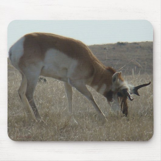 A34 Pronghorn Antelope Buck Crooked Horns Mousepad (Vorne)