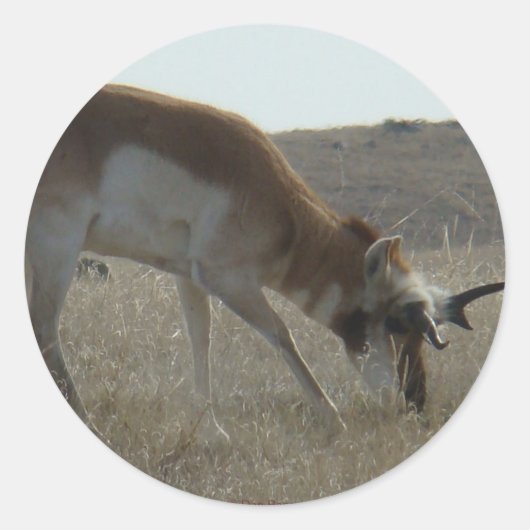 A34 Pronghorn Antelope Buck Crooked Horns Runder Aufkleber (Vorderseite)