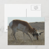 A34 Pronghorn Antelope Crooked Horns Postkarte (Vorne/Hinten)