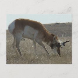 A34 Pronghorn Antelope Crooked Horns Postkarte