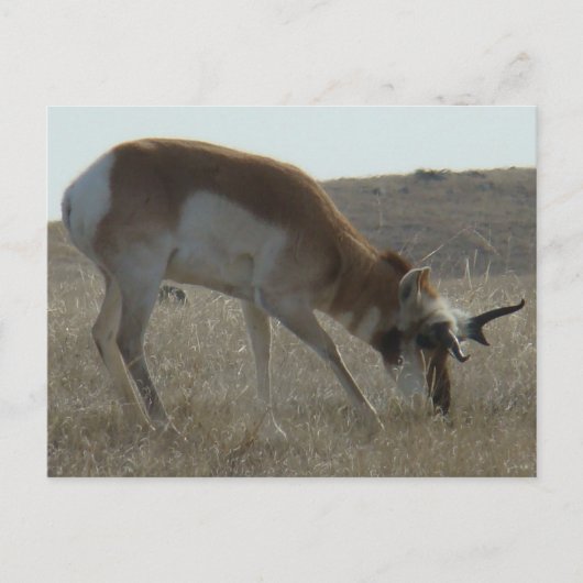 A34 Pronghorn Antelope Crooked Horns Postkarte (Vorderseite)