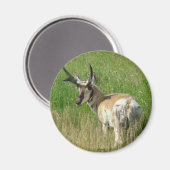 A35 Gabelbockbock Magnet (Vorderseite/Rückseite)