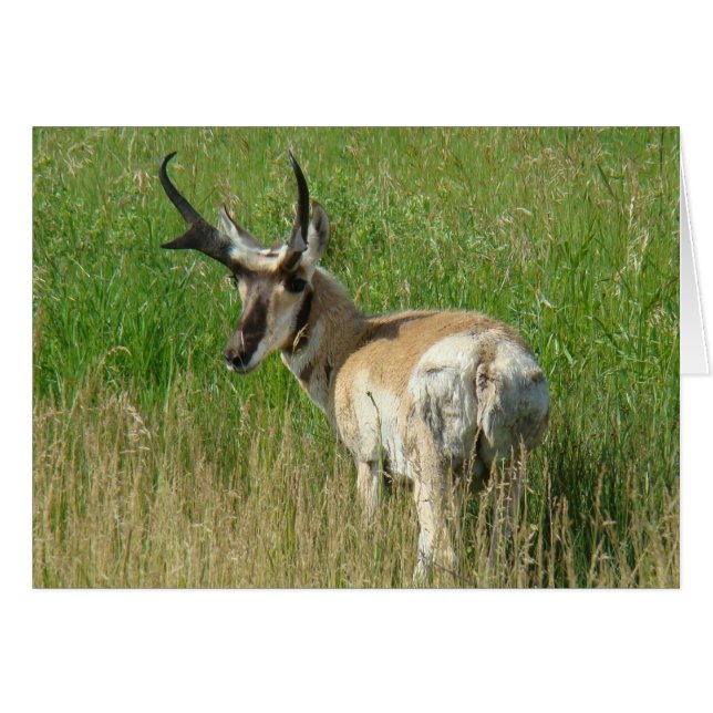 A35 Pronghorn Antelope Buck (Vorderseite (Horizontal))