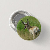 A35 Pronghorn Antelope Buck Button (Vorne & Hinten)