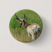 A35 Pronghorn Antelope Buck Button (Vorderseite)