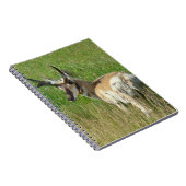 A35 Pronghorn Antelope Buck Notizblock (Rechte Seite)