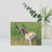 A35 Pronghorn Antelope Buck Postkarte (Stehend Vorderseite)
