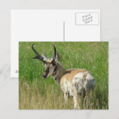 A35 Pronghorn Antelope Buck Postkarte (Vorne/Hinten)