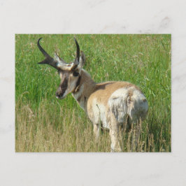 A35 Pronghorn Antelope Buck Postkarte
