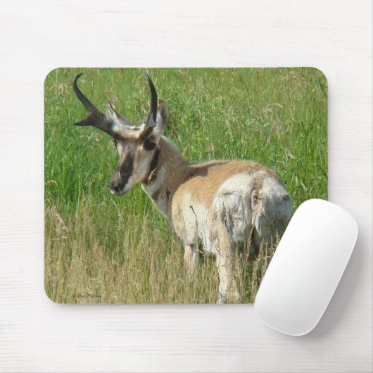 A35 Pronghorn Antilopen-Dollar Mousepad (Mit Mouse)