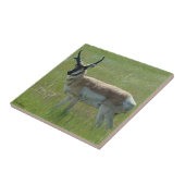 A36 Gabelbockbock Fliese (Seite)