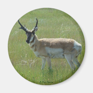 A36 Gabelbockbock Magnet