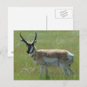 A36 Gabelbockbock Postkarte (Vorne/Hinten)
