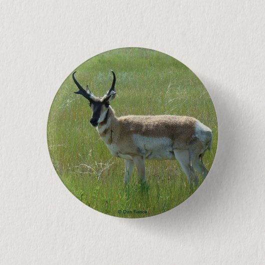 A36 Pronghorn Antelope Buck Button (Vorderseite)