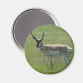 A36 Pronghorn Antelope Buck Magnet (Vorderseite/Rückseite)