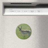 A36 Pronghorn Antelope Buck Magnet (In Situ (Geschirrspüler))