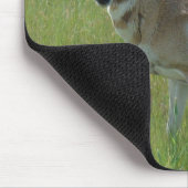 A36 Pronghorn Antelope Buck Mousepad (Ecke)