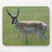 A36 Pronghorn Antelope Buck Mousepad (Vorne)