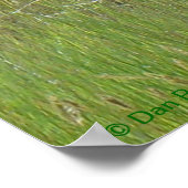 A36 Pronghorn Antelope Buck Poster (Ecke)