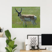A36 Pronghorn Antelope Buck Poster (Heimbüro)