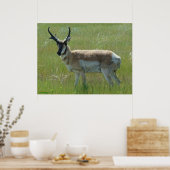 A36 Pronghorn Antelope Buck Poster (Küche)