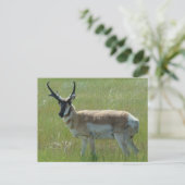 A36 Pronghorn Antelope Buck Postkarte (Stehend Vorderseite)