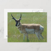 A36 Pronghorn Antelope Buck Postkarte (Vorne/Hinten)